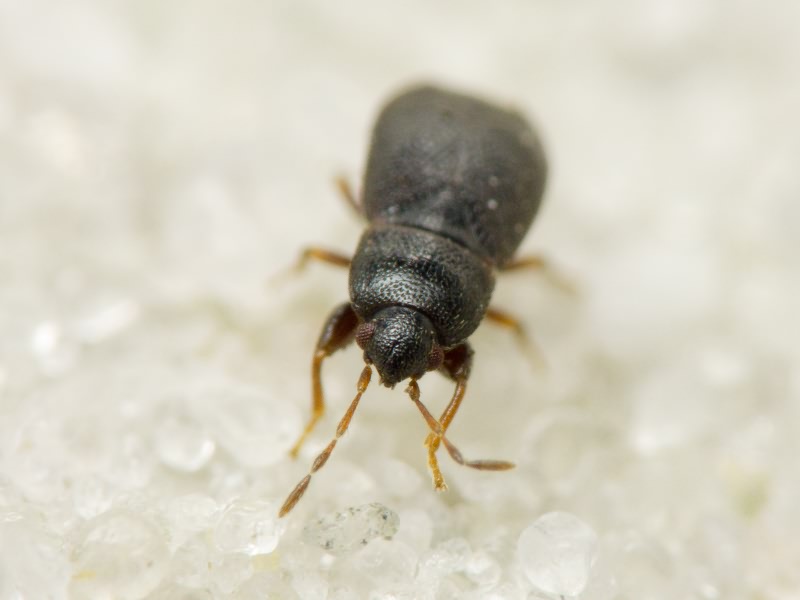Plinthisus pusillus (Scholtz, 1847)